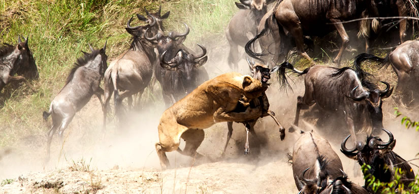 Challlenges of the wildebeest Migration - wildebeest herd being attacked by a lioness at the Mara river banks